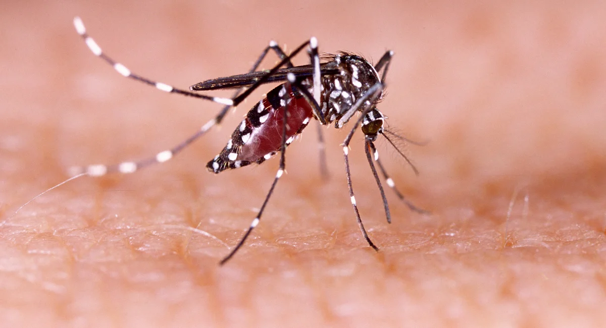 mosquito