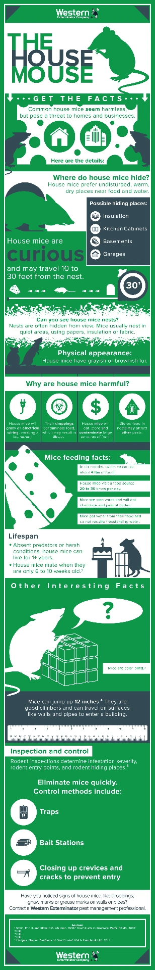 House mouse infographic