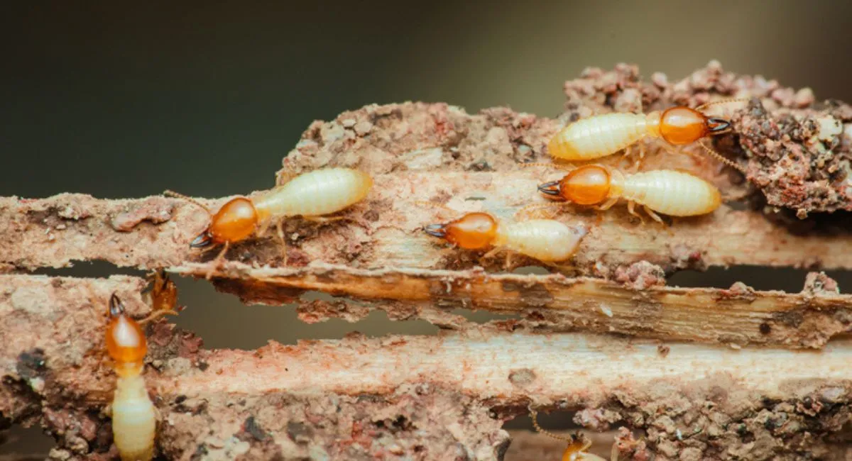 A close-up of termite soldiers next to some damaged wood