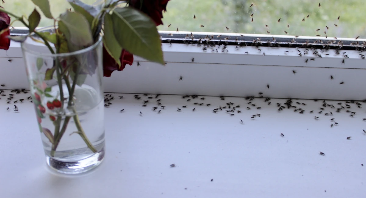 Ants crawling on a windowsill inside a home