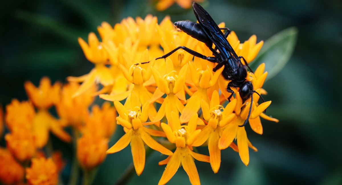 A great black wasp, entirely black in color, sips nectar from a yellow flower