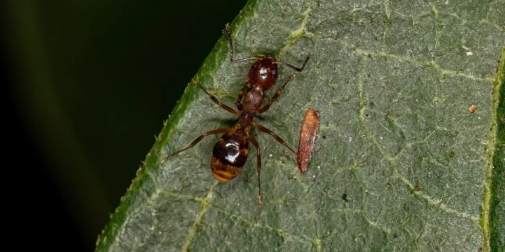 Odorous house ant closeup