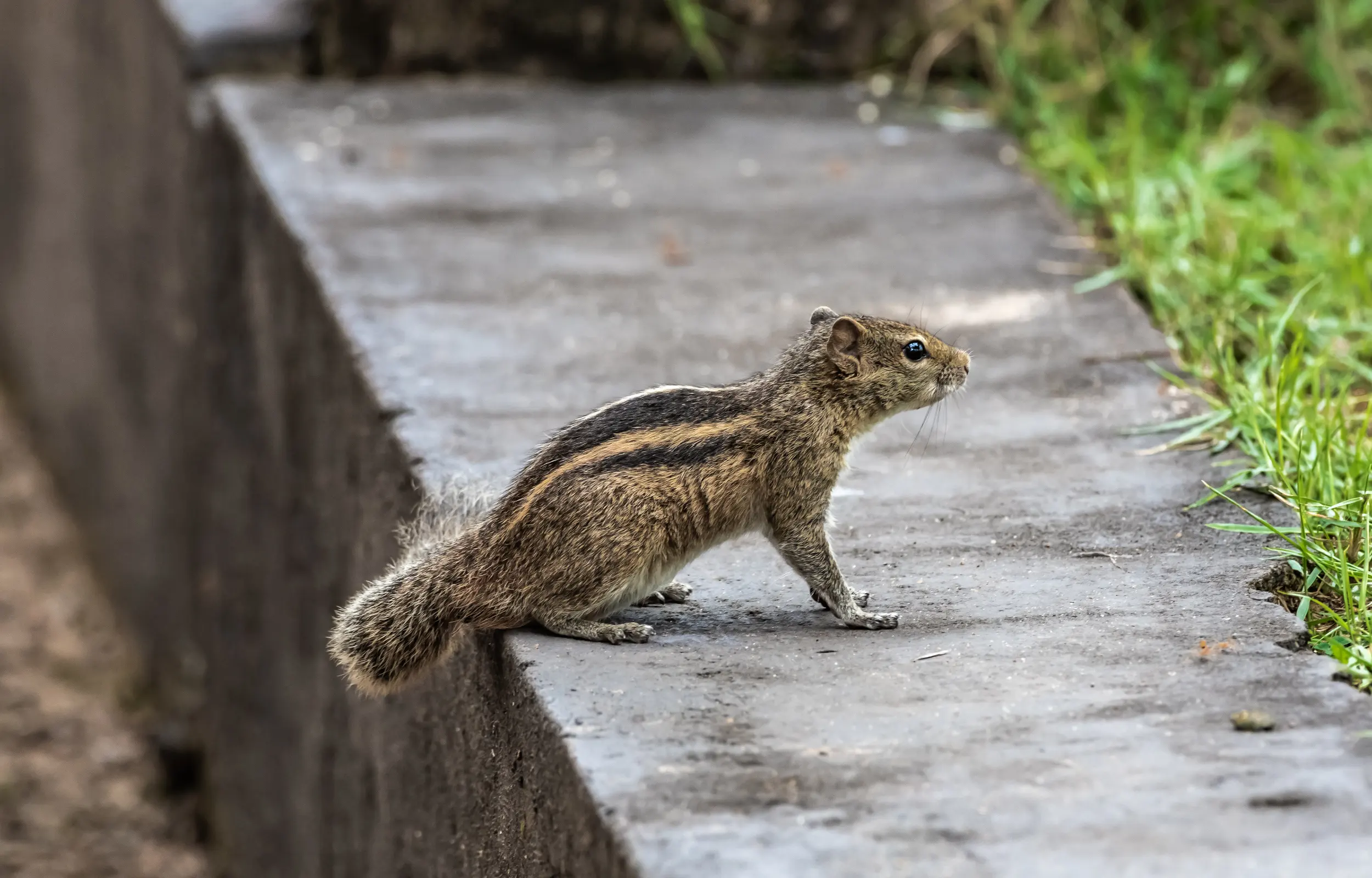 Black and brown colored squirrel scaling the top of a bird feeder.