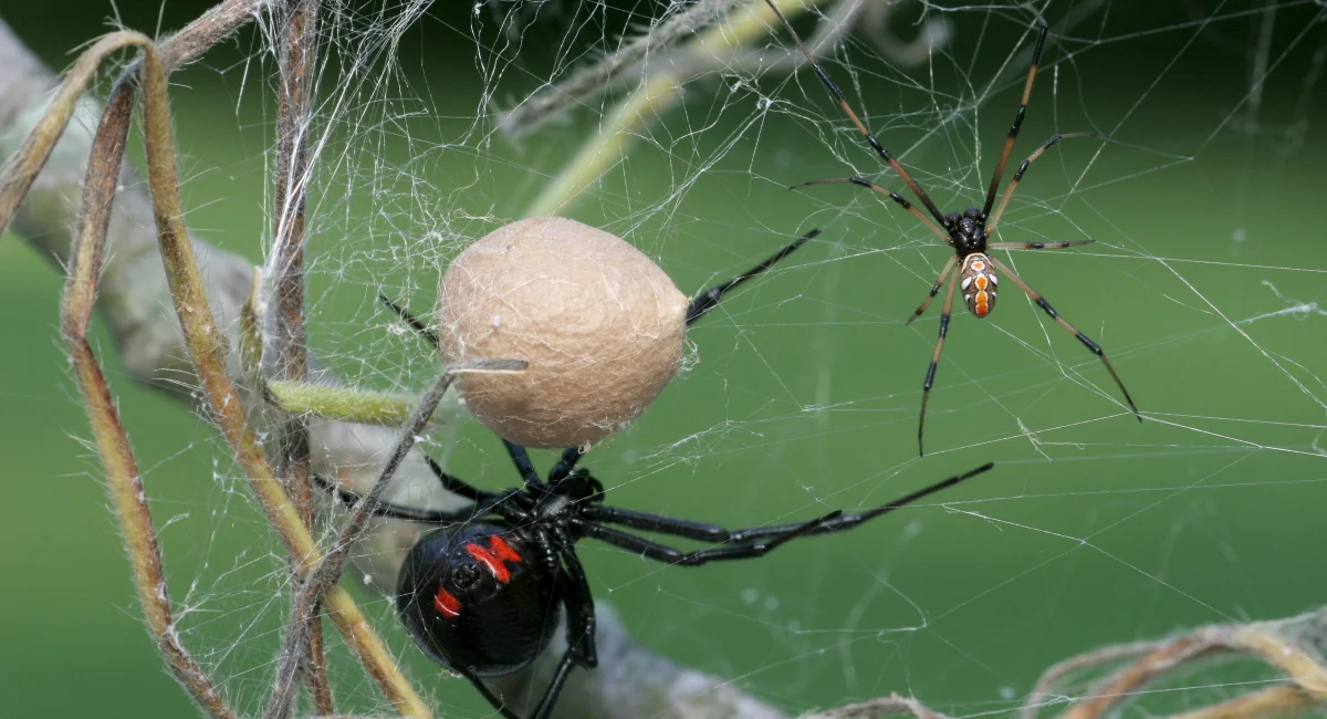 A female black widow spider, black with red markings, with an egg sac