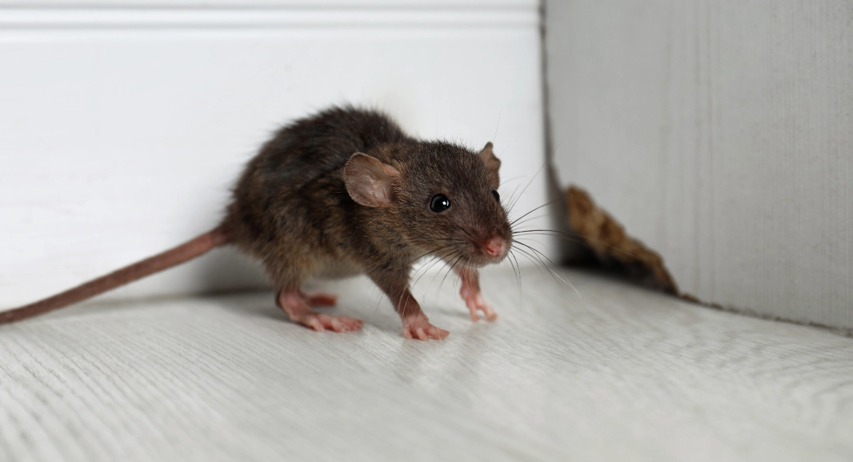 A rat stands nearby a hole at the bottom of a cupboard