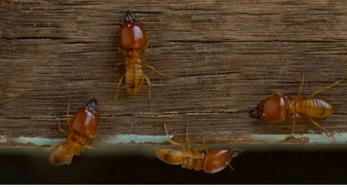 termites on wood