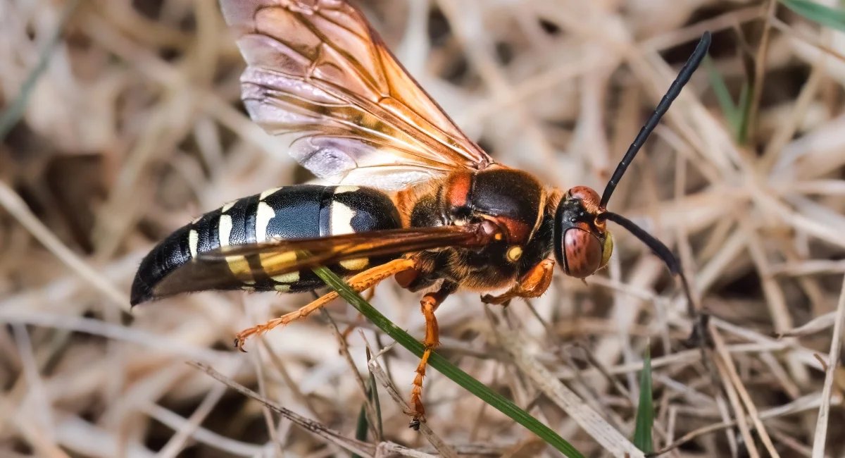  A large cicada killer wasp in lands on some grass
