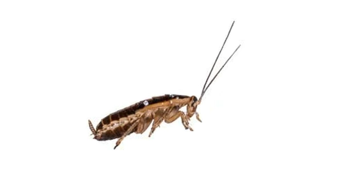 German cockroaches