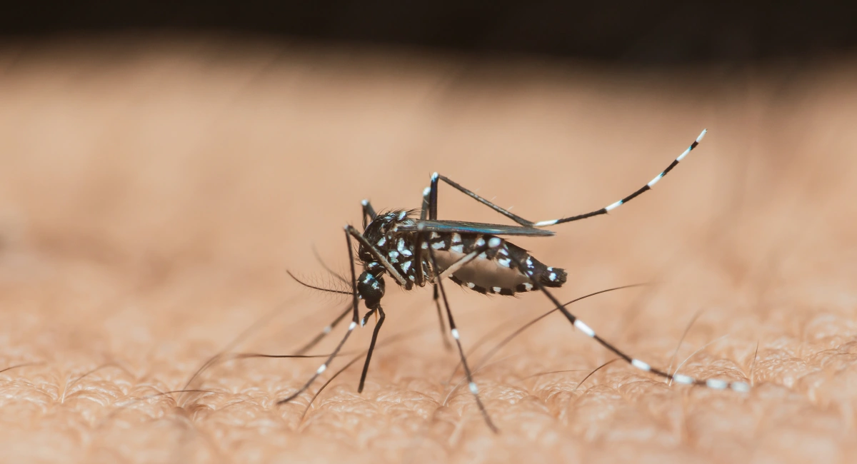 An Aedes aegypti mosquito, with black legs spotted by white dots, on human skin