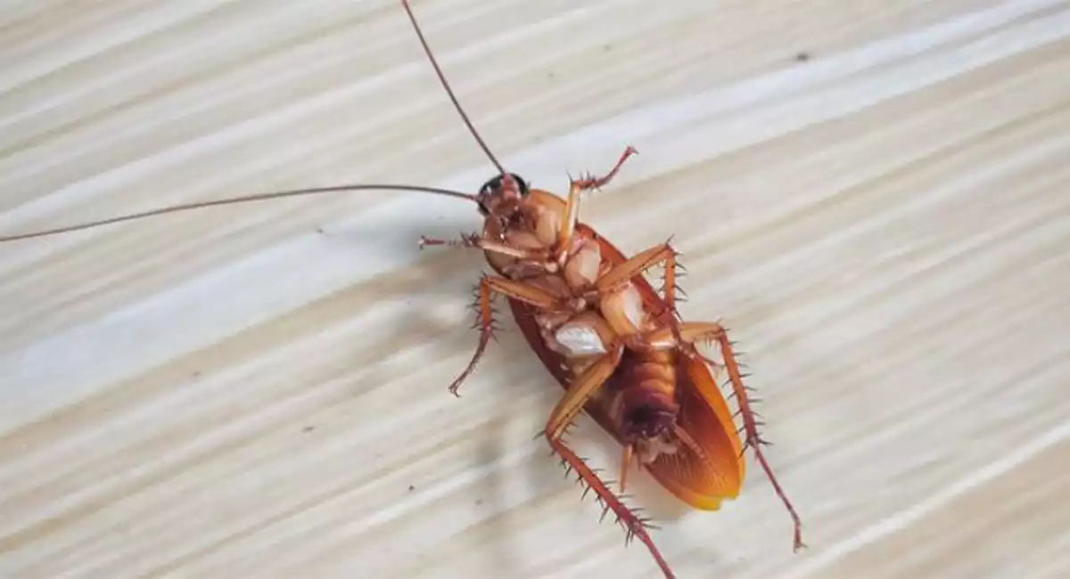 Brown dead cockroach upside down on a hardwood floor. 