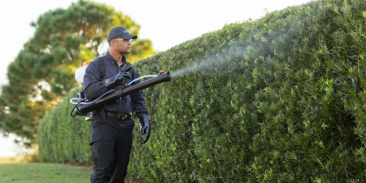 Western Exterminator specialist outside spraying tall hedges for pest control