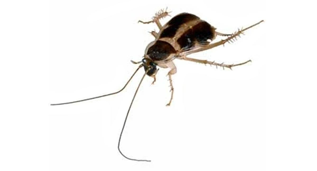 Close up of Brown-banded cockroach on white background