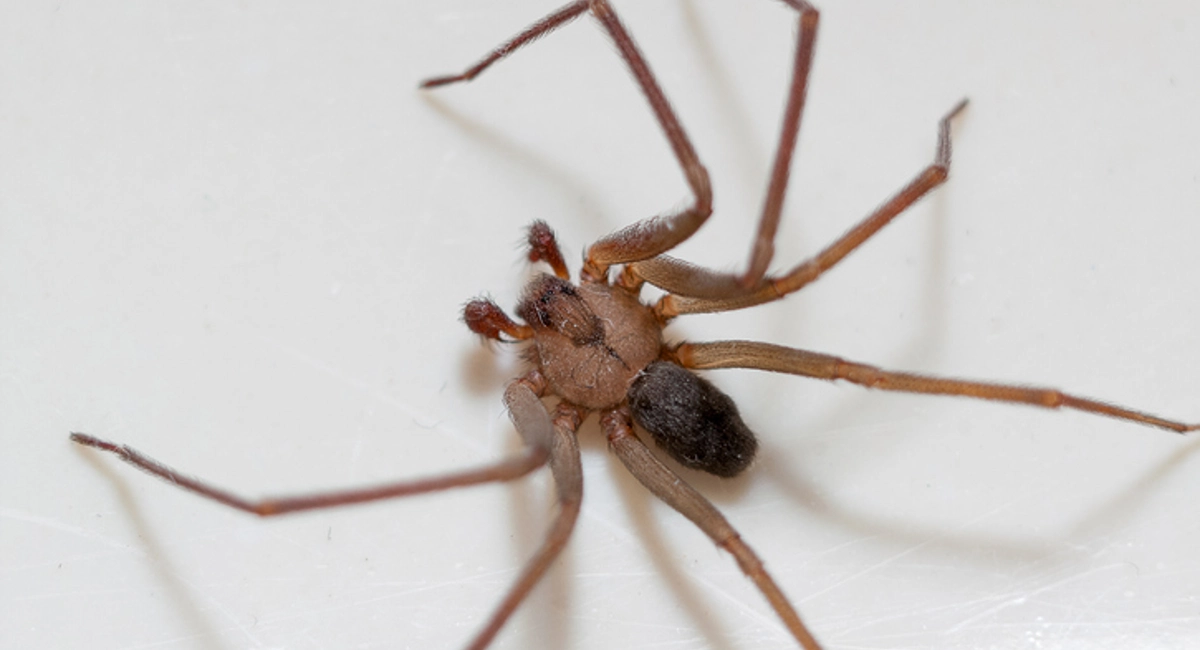 A close-up of a brown recluse spider