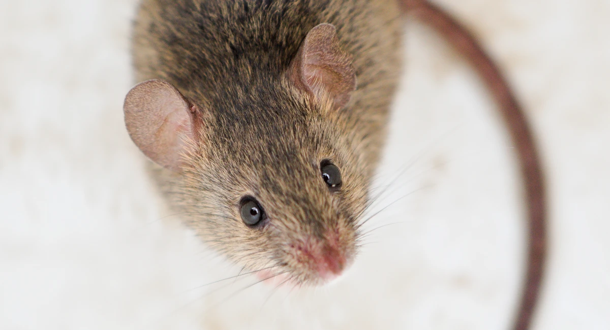A close-up of a house mouse