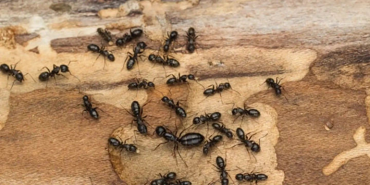 Black ants with their queen