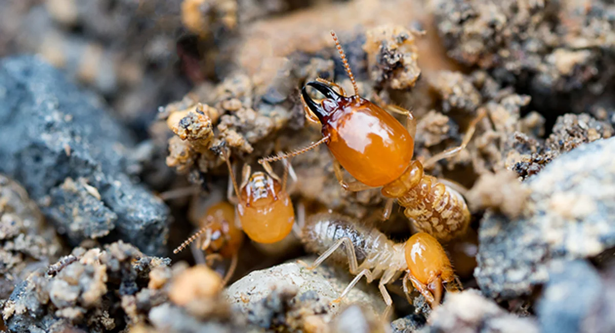 termite