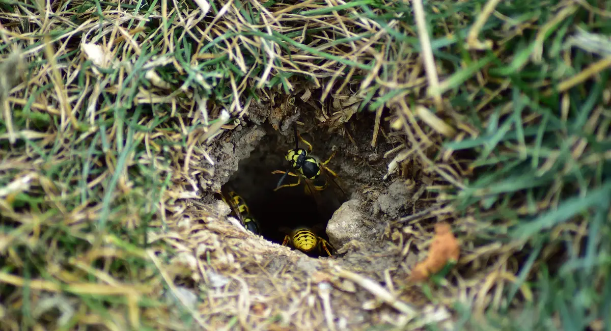 Yellowjacket wasps leaving their underground nest