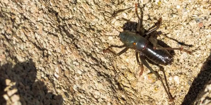 Black and grey Mormon cricket on a tan rock