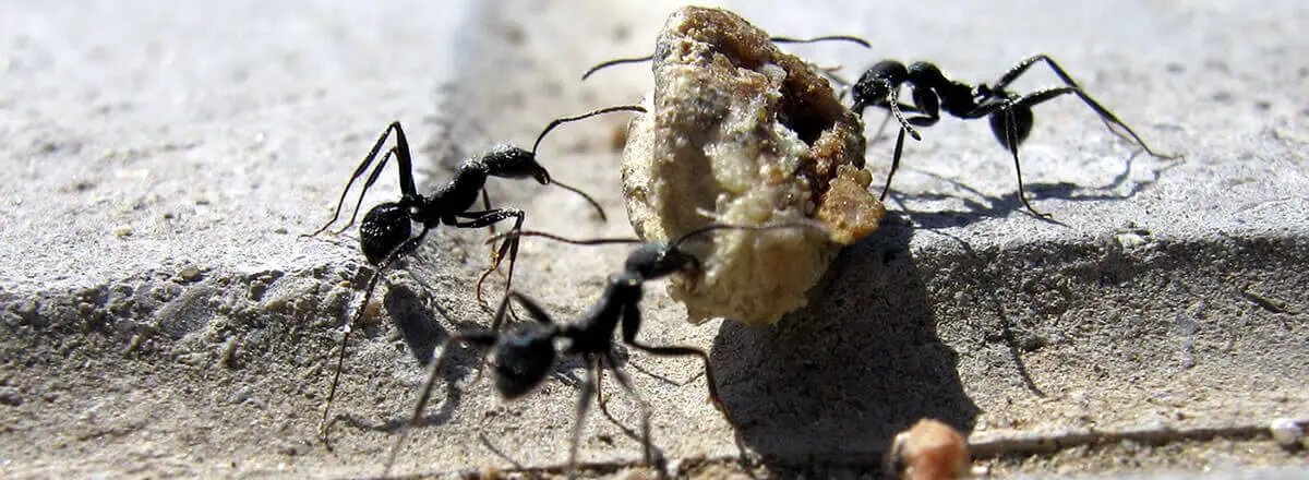 ants eating a piece of bread