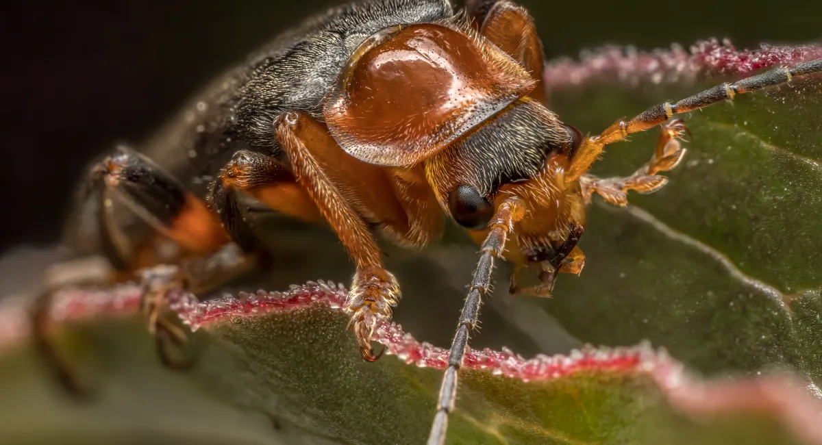 bombardier-beetle-sitting-on-a-plant-leaf