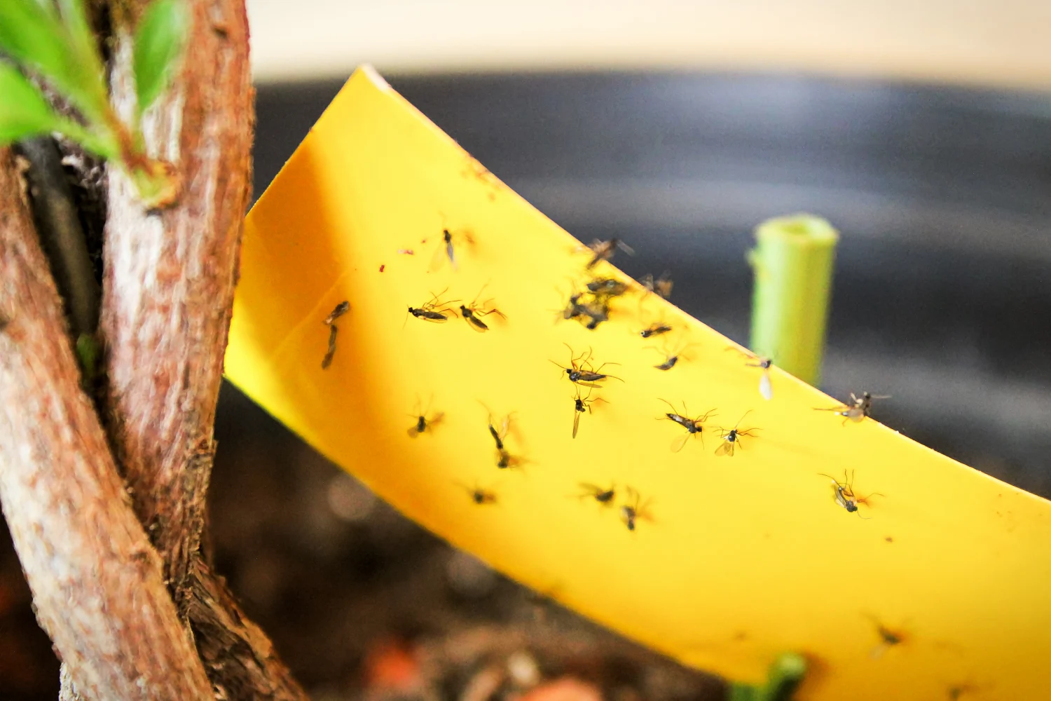 Fungus gnats stuck on yellow sticky trap in potted plant.