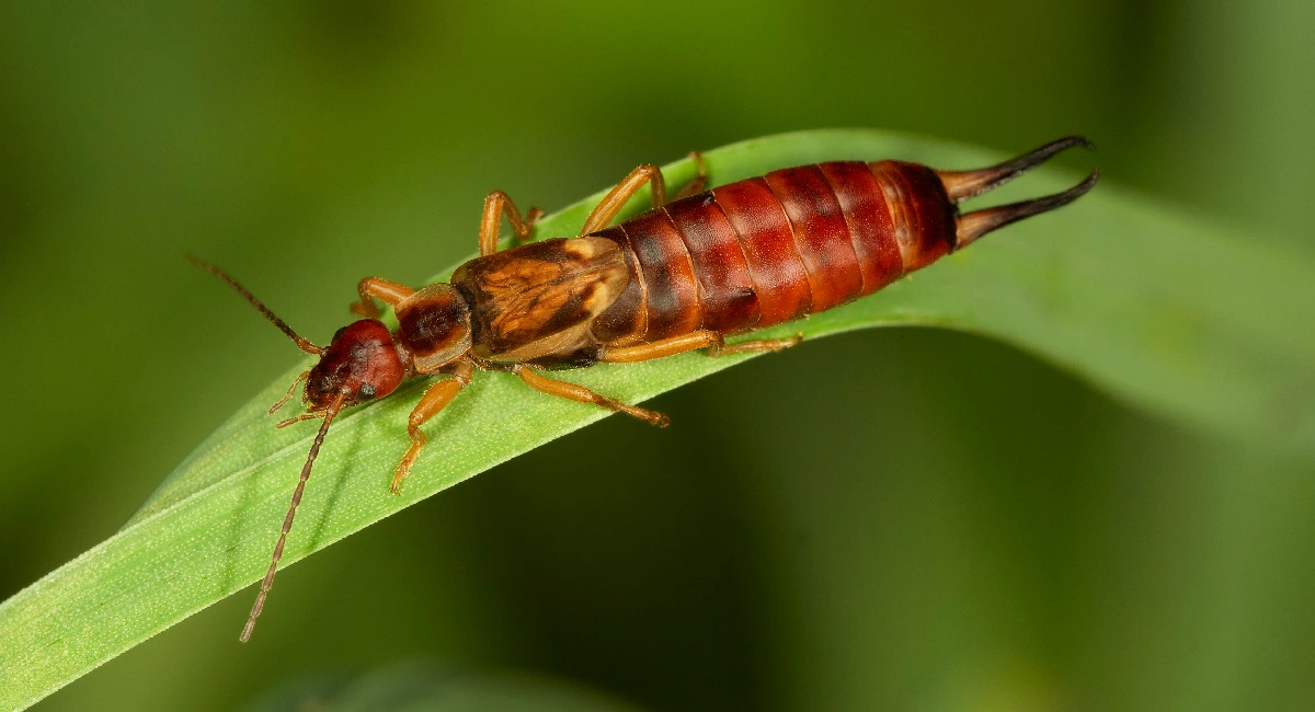 earwig