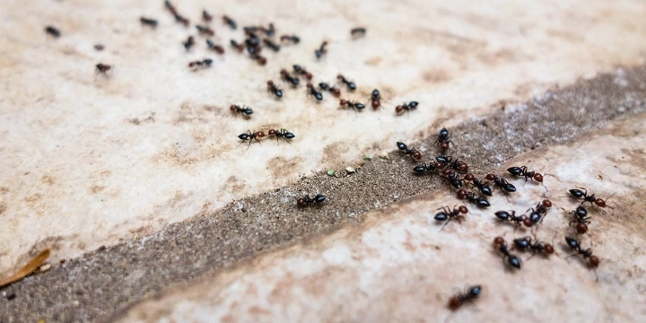 pavement ants