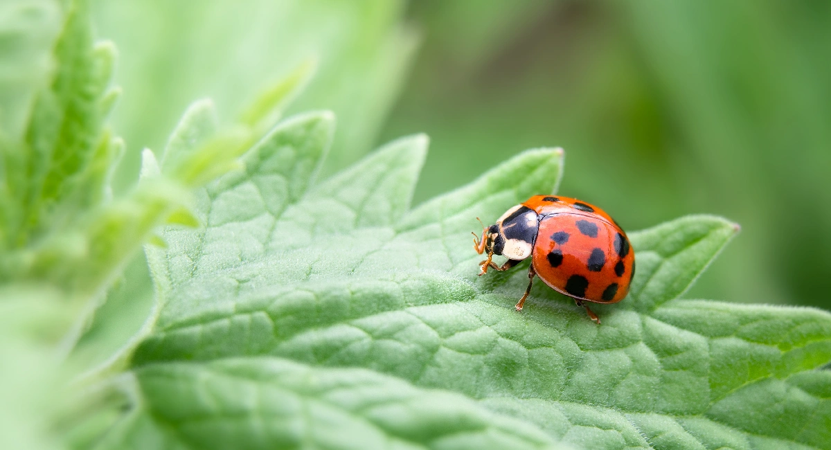 asian lady beetle on fall leaves