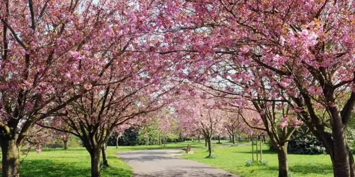 Cherry Blossom Pathway in a Country Park