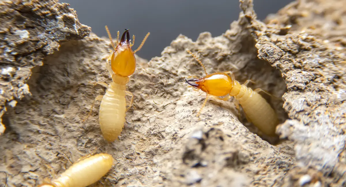 Termites in the nest