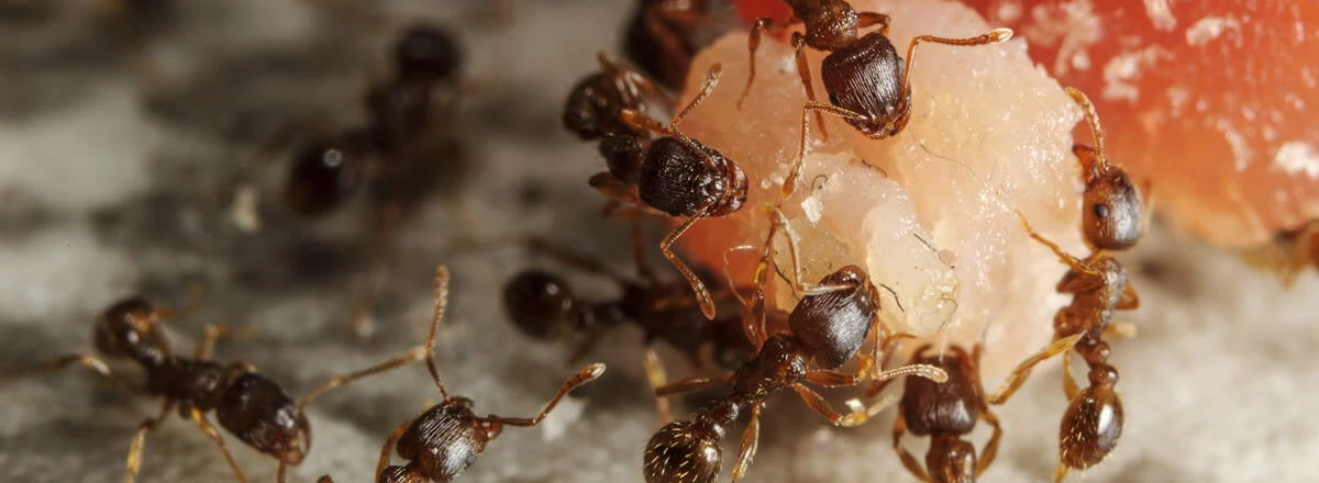 Harvester ants eating fruit