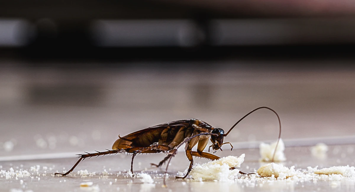 An American cockroach stands over crumbs on the floor.