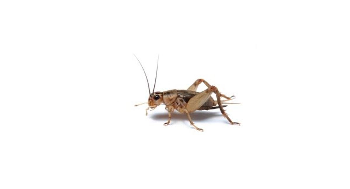 brown cricket