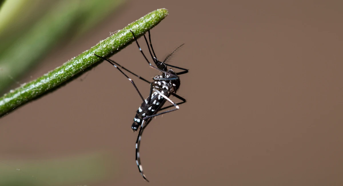 Mosquito hanging on a twig 