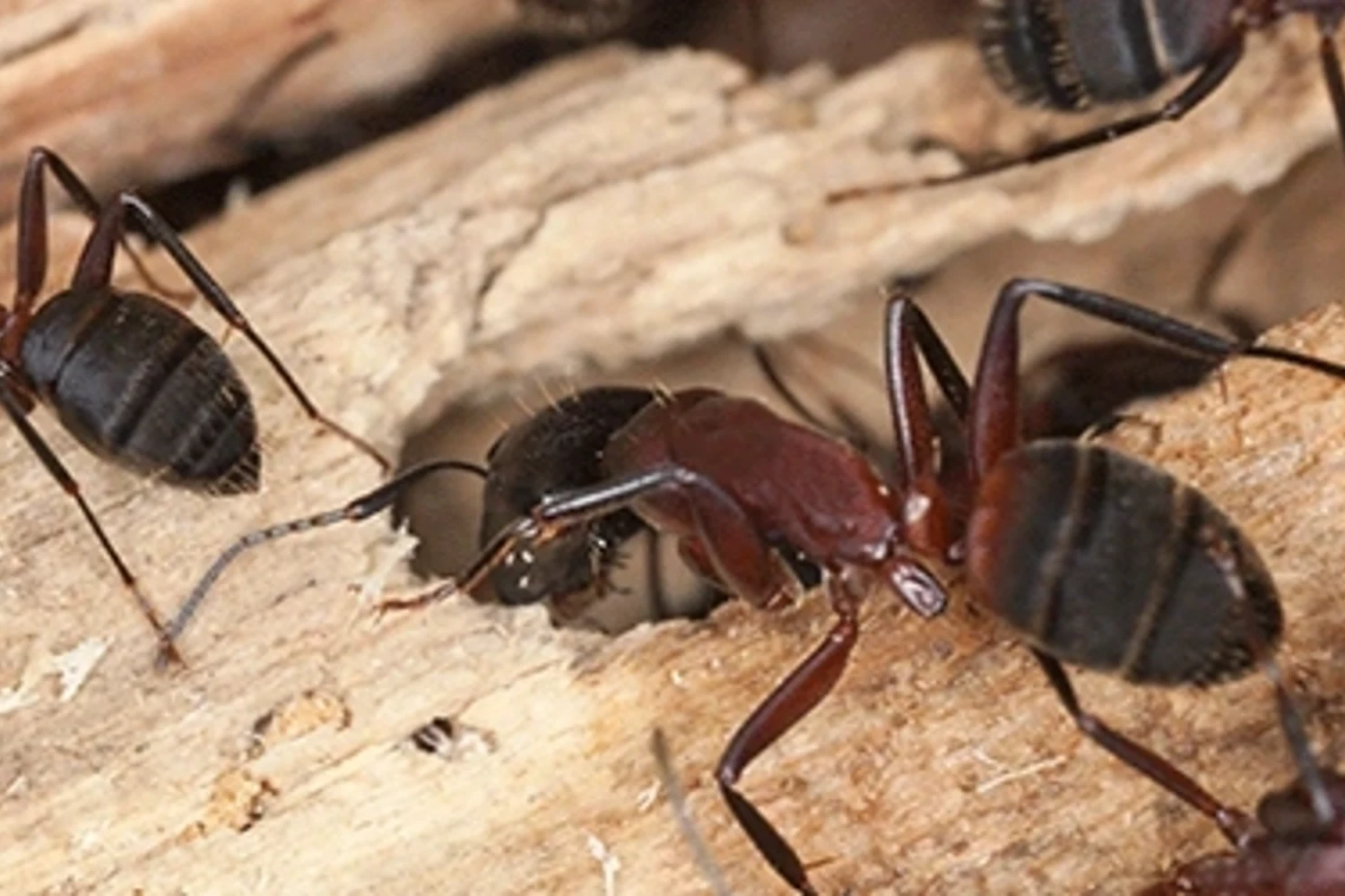 Carpenter ants