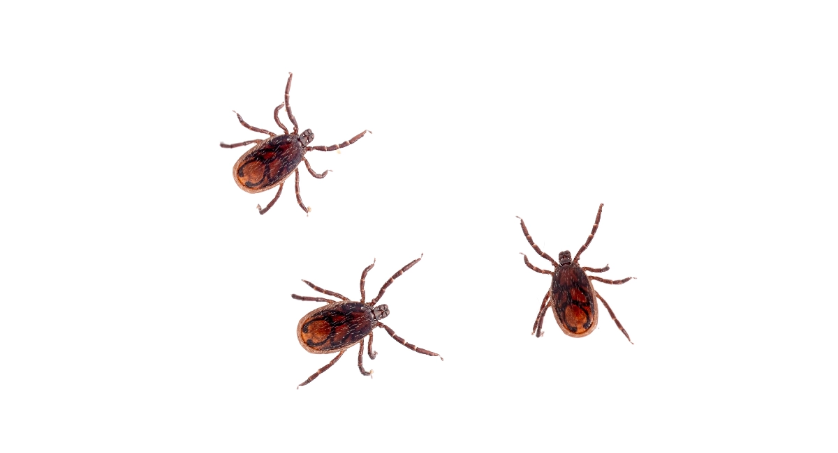 Brown Dog Tick