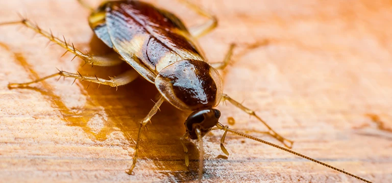 get rid of arizona cockroaches in winter