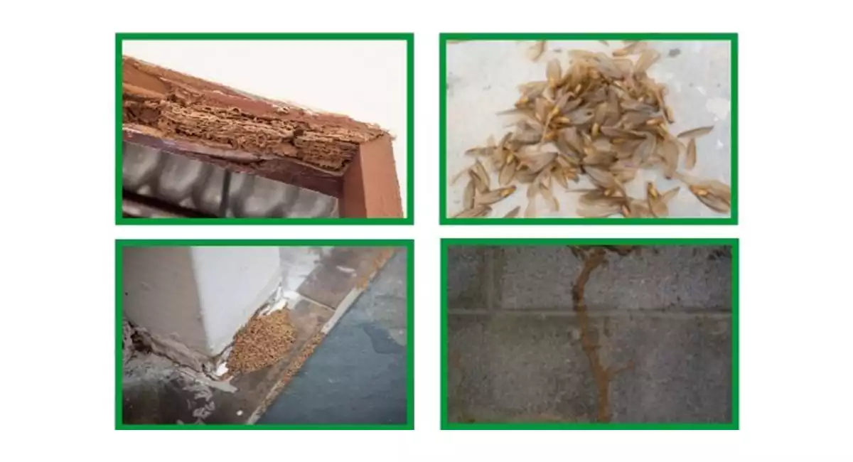 Signs of termites