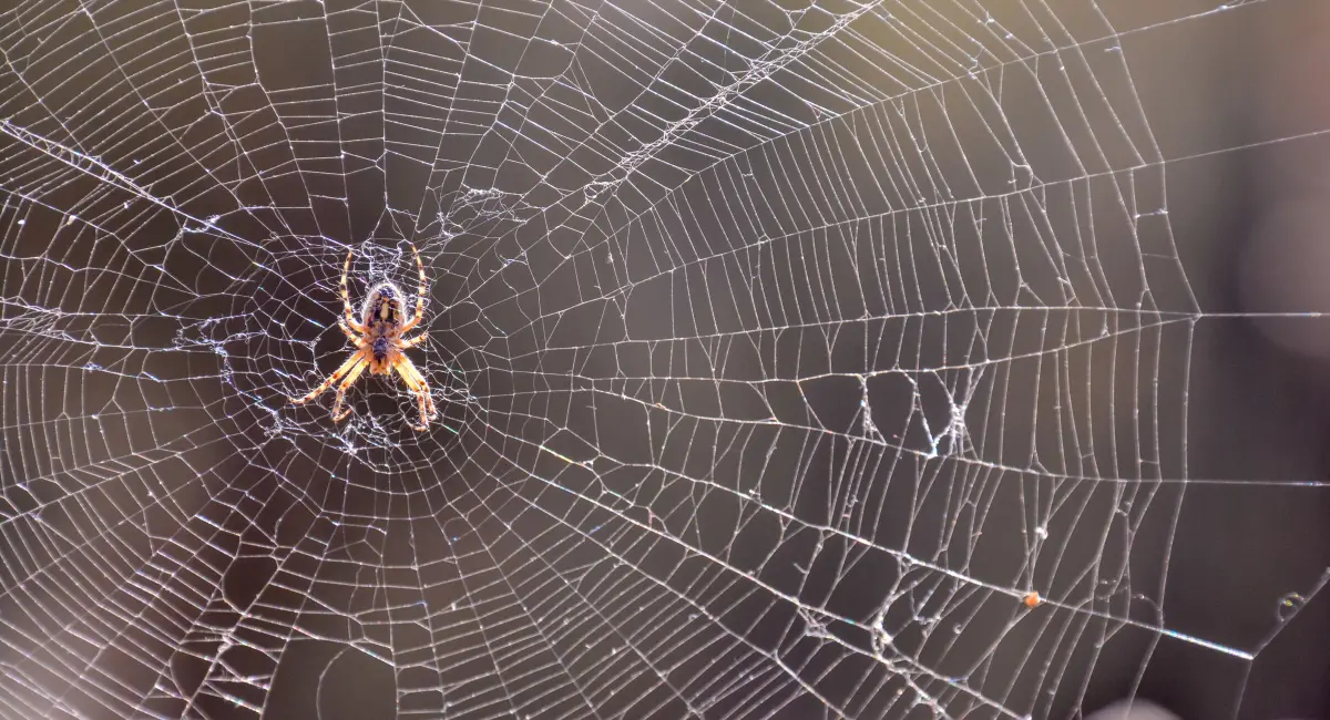 spider-and-his-web
