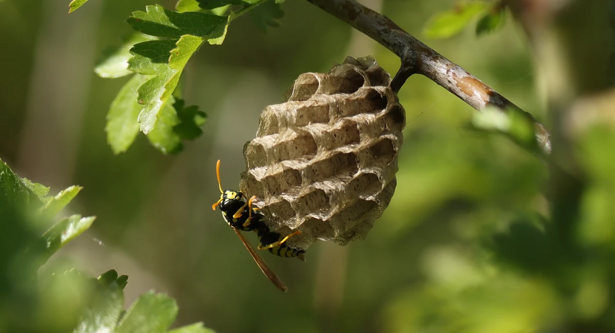A small paper wasp nest, with an open-cell structure