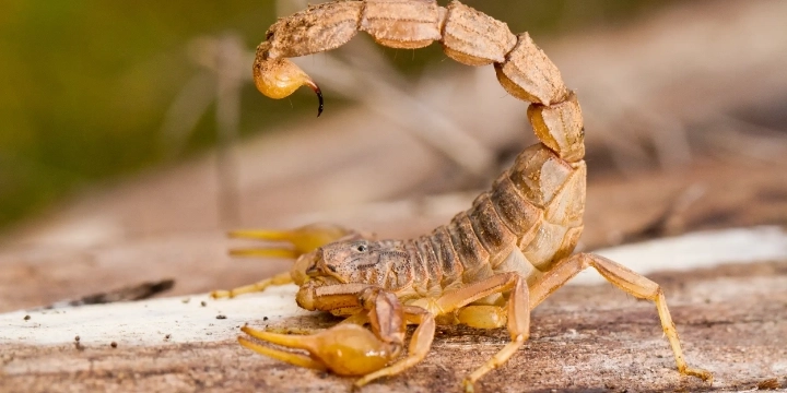 Scorpion