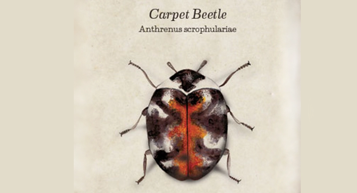 Beetle