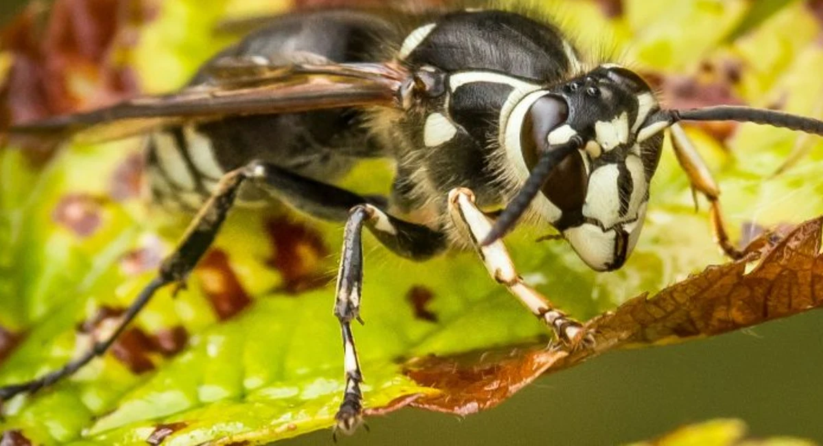 Bald face hornet