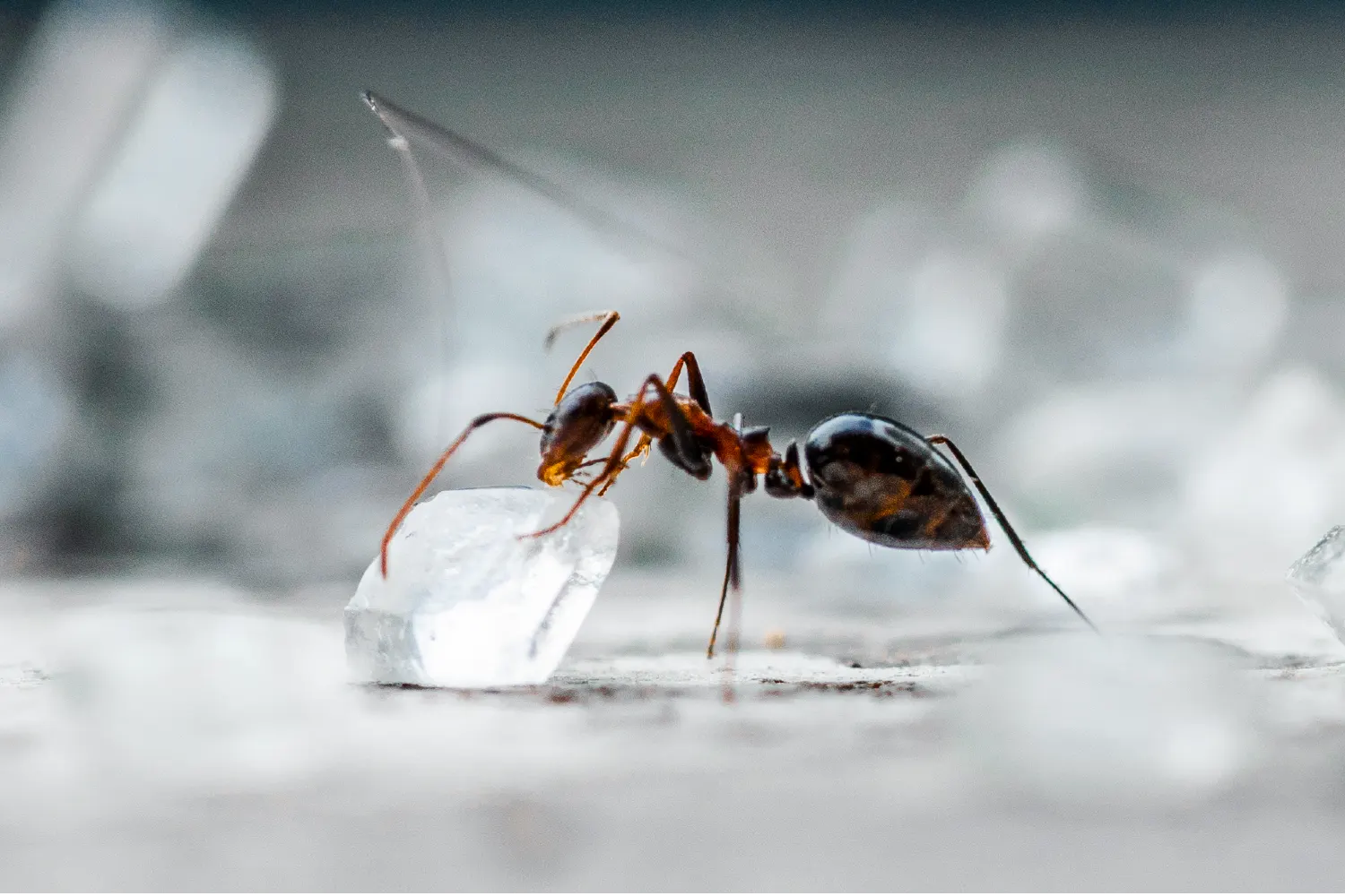 harvester ant