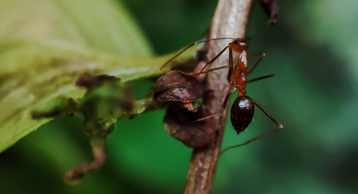 A yellow crazy ant stands on a twig next to a leaf