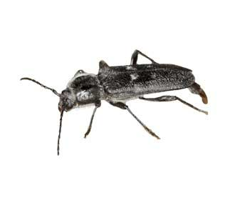Longhorn beetles
