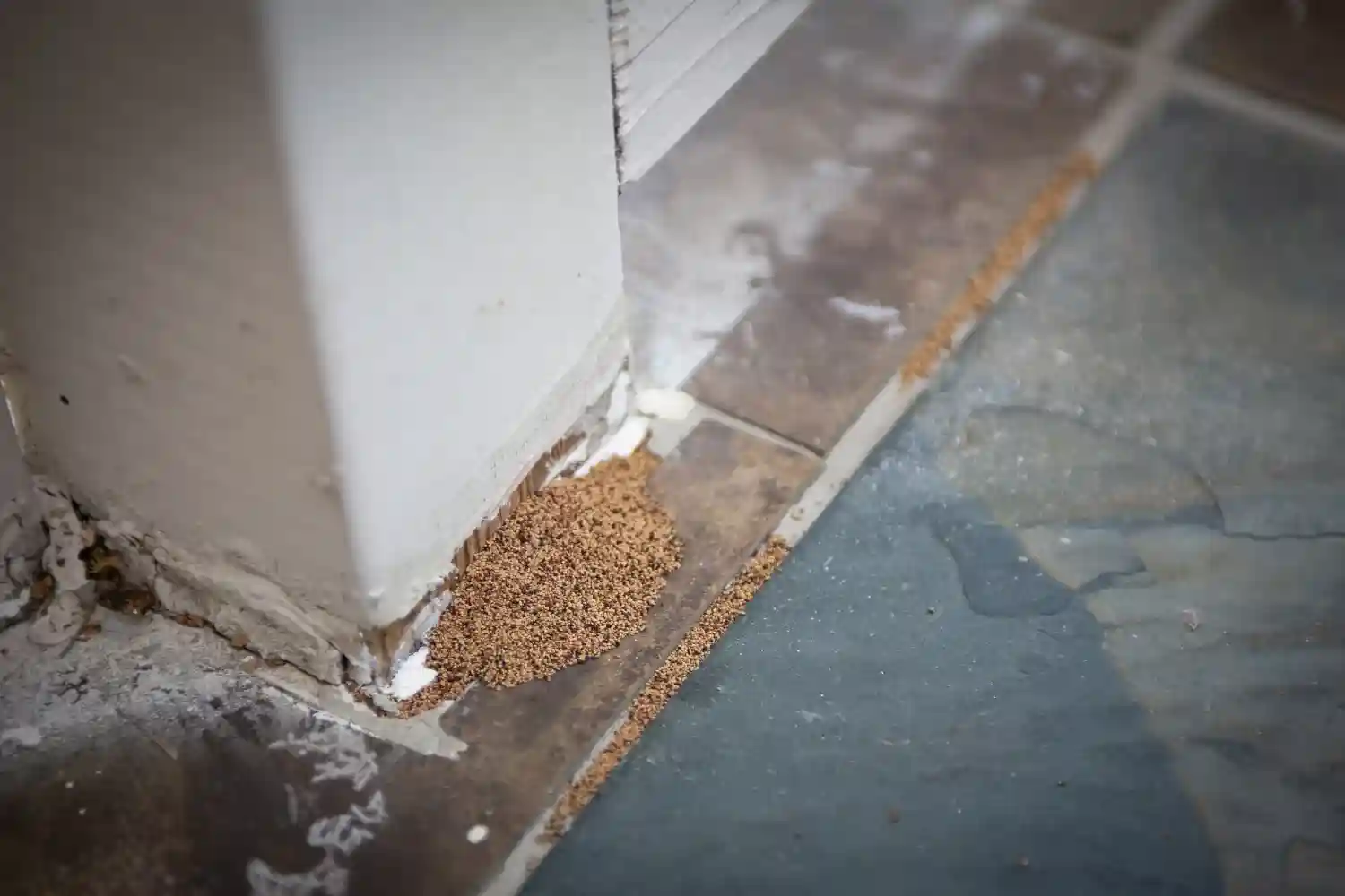 Frass (termite droppings)