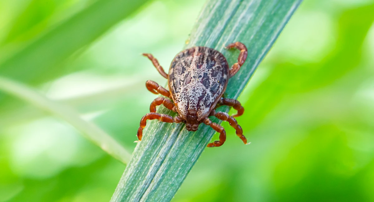 american dog tick