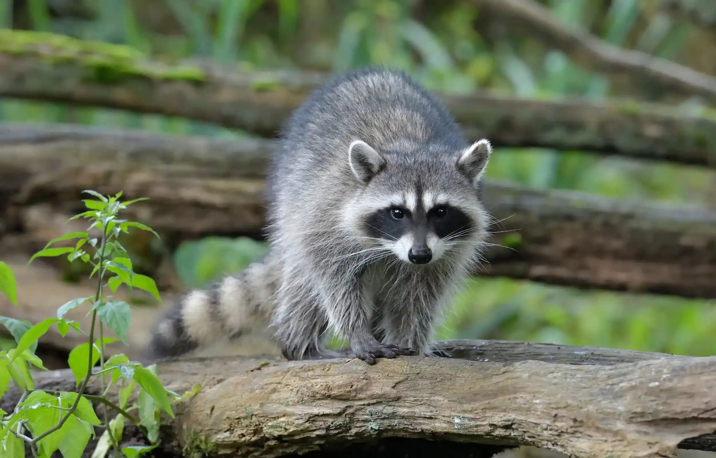 Grey, black, and white raccoon standing on a branch