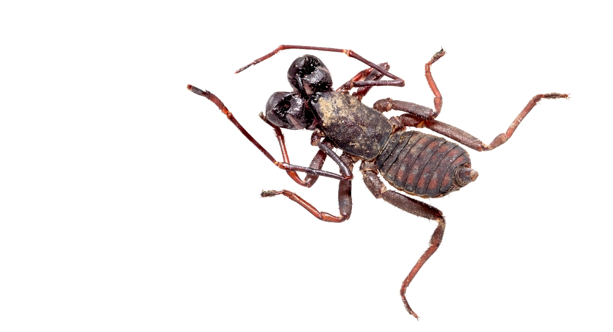 Giant whip scorpion